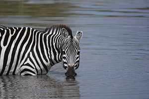 Zebra - Maasai Mara